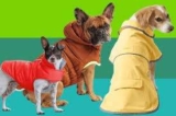 Top 10 Best Dog Coats & Sweaters 2026